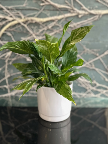 Variegated Mini Peace Lilies-Local NZ Florist -The Wild Rose | Nationwide delivery, Free for orders over $100 | Flower Delivery Auckland