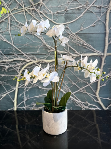 Silk Phalaenopsis Orchid in pot-Local NZ Florist -The Wild Rose | Nationwide delivery, Free for orders over $100 | Flower Delivery Auckland