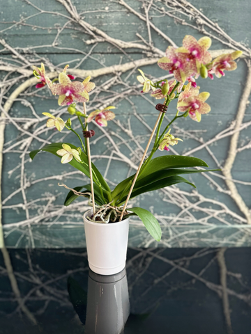 Mini Orchid-Local NZ Florist -The Wild Rose | Nationwide delivery, Free for orders over $100 | Flower Delivery Auckland