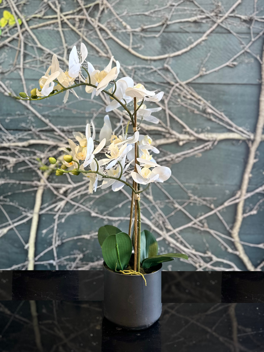 Silk Phalaenopsis Orchid in pot-Local NZ Florist -The Wild Rose | Nationwide delivery, Free for orders over $100 | Flower Delivery Auckland