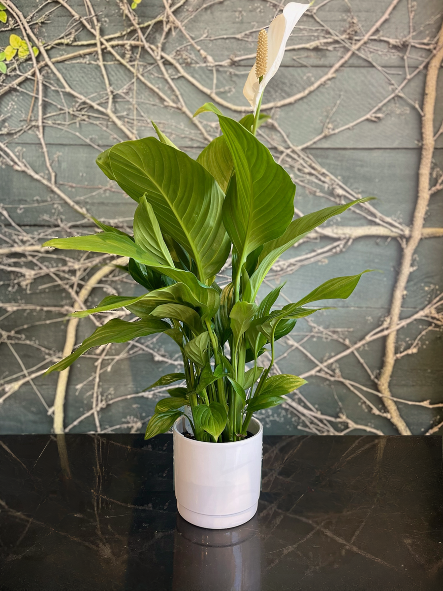 Peace Lily Silvana-Local NZ Florist -The Wild Rose | Nationwide delivery, Free for orders over $100 | Flower Delivery Auckland