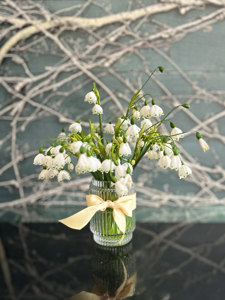 Snow Drops-Local NZ Florist -The Wild Rose | Nationwide delivery, Free for orders over $100 | Flower Delivery Auckland