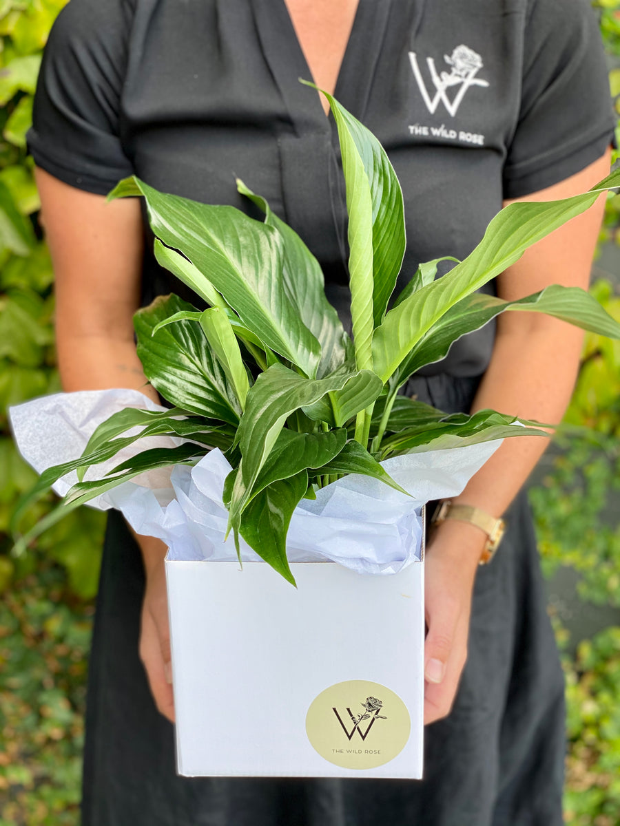 Mini Peace Lilies-Local NZ Florist -The Wild Rose | Nationwide delivery, Free for orders over $100 | Flower Delivery Auckland