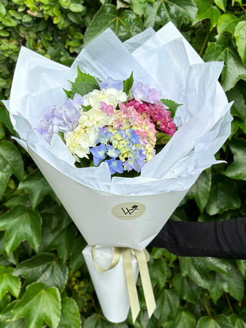 Hydrangeas Bouquet-Local NZ Florist -The Wild Rose | Nationwide delivery, Free for orders over $100 | Flower Delivery Auckland